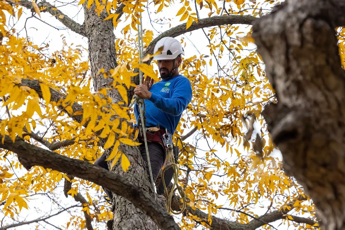 Skilled Tree Pruning crew working in West Warwick